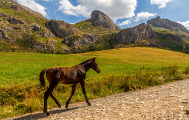 Potro de un cavallo caminando por un camino del Parque natural de Somiedo en Astúrias. Equus...