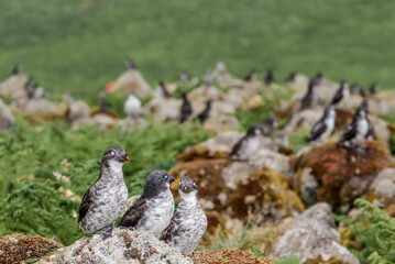Least Auklets (Aethia pusilla) at St. George Island, Pribilof Islands, Alaska, USA