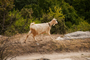 A white goat walking along the path against the background of a green forest.