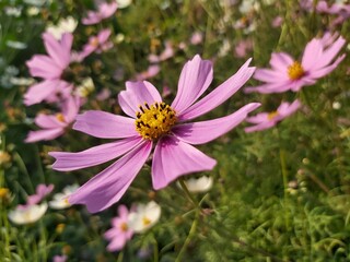 Obraz premium pink cosmos flower