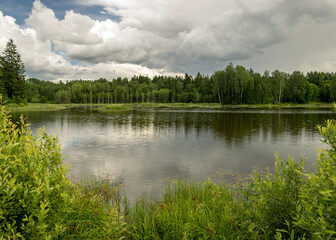 summer landscape by the lake, trees and cumulus clouds reflect in the lake water, shore overgrown with reeds, summer nature