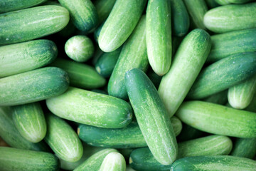 Fresh cucumbers texture and background. Cucumber harvest. many cucumbers. cucumbers from the field.