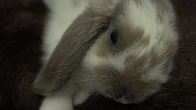 Macro shooting of cute baby lop-eared rabbit. Little rabbit laying and sleeping on the soft pillow. Cozy, Warm concept.