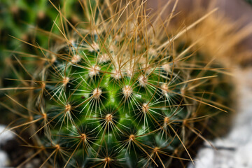 Close up photo of a spiky cactus
