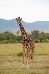 Obraz premium Portrait of a staring giraffe in Selous, Tanzania