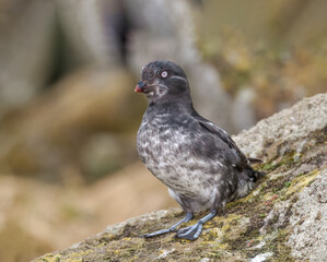 Least Auklet (Aethia pusilla) at St. George Island, Pribilof Islands, Alaska, USA