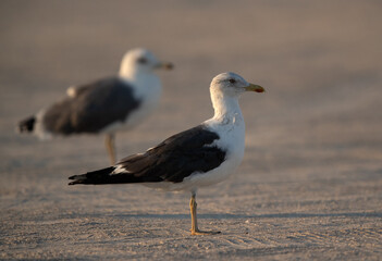 Obraz premium Lesser Black-backed Gullsl at Busaiteen coast, Bahrain