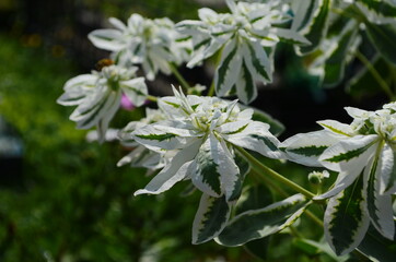 Euphorbia marginata with green and white leaves. Euphorbia commonly known as snow-on-the-mountain, smoke-on-the-prairie, variegated spurge, or white margined spurge.
