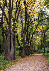 View of the alley in the autumn park