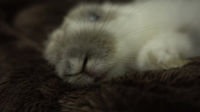 Macro shooting of cute baby lop-eared rabbit. Little rabbit laying and sleeping on the soft pillow. Cozy, Warm concept.