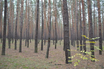 birch forest in spring