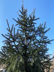 pine branches against sky