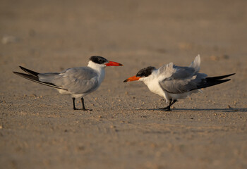 Caspian terns at Busiateen coast, Bahrain