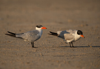 Caspian tern: Juvenile and mother at Busiateen coast, Bahrain