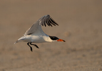 Caspian tern in flight at Busiateen coast, Bahrain