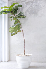 Tall indoor plants in white pots. White minimalist concept decoration