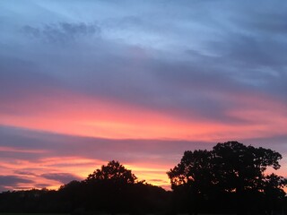 Red sky over trees