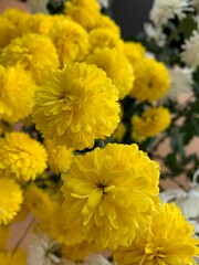 Fototapeta premium yellow chrysanthemum flowers