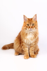 Fototapeta na wymiar portrait of a ginger Maine Coon cat on a white background. the concept of advertising products for animals, for cats