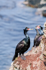Red-faced Cormorant (Phalacrocorax urile) at St. George Island, Alaska, USA