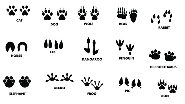 Set Abstract Collection Black Footprints Wild Animals Vector Design Style Illustration