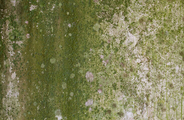 Old mossy wall texture