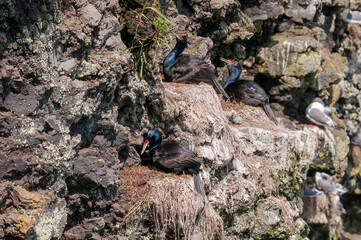 Red-faced Cormorant (Phalacrocorax urile) at St. George Island, Alaska, USA