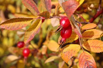Ripe red wild rose berries on a background of variegated orange leaves. Medicinal plant, vitamin C.