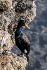 Red-faced Cormorant (Phalacrocorax urile) at St. George Island, Alaska, USA