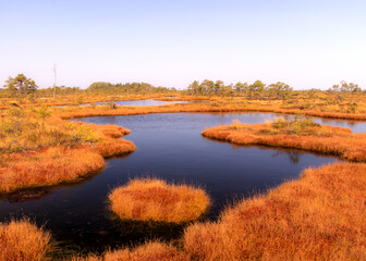 traditional peat bog landscape, bog vegetation painted in autumn, grass, moss covers the ground,