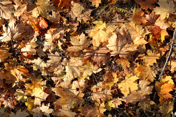 Autumn textured background - fallen yellow maple leaves. Indian summer.