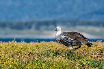 Male of Upland Goose (Chloephaga picta) in Ushuaia area, Land of Fire (Tierra del Fuego), Argentina
