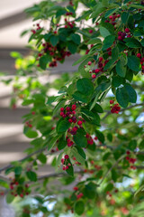 Fototapeta na wymiar Amelanchier lamarckii ripe and unripe fruits on branches, group of berry-like pome fruits called serviceberry or juneberry