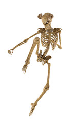 Skeleton on flying kick