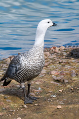 Male of Upland Goose (Chloephaga picta) in Ushuaia area, Land of Fire (Tierra del Fuego), Argentina