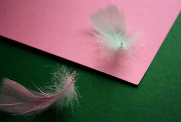 Colorful background desighn. Light green feather on a pink pastel backdrop. Pink feather on a deep green background. Art pattern.