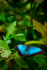 Beautiful blue butterfly in the forest