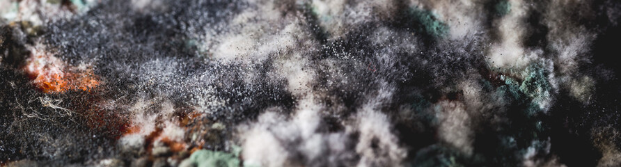 Pumpkin covered with mold and fungus. Texture background for designers