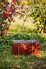 Brown vintage suitcase in autumn forest. Leather suitcase under the tree. Autumn nature, yellow and red foliage.