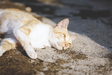 Lazy yellow kitten cat basking and sleeping in the warm afternoon sun