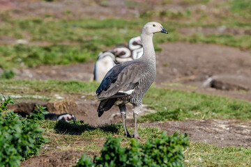 Immature male of Upland Goose (Chloephaga picta) at Magellanic Penguin colony, Land of Fire (Tierra del Fuego), Argentina