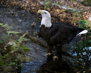 Bald Eagle Stock Photo. Close-up profile in the water looking up towards sky with a blur background and displaying its feather plumage, wings, head, in its habitat and environment. Image. Picture.