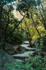 Stone path among the rocks under the shade of trees. Stone staircase in a dense forest.