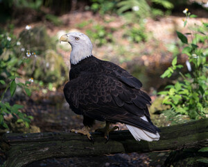 Bald Eagle bird Stock Photo.  Bald Eagle bird close-up profile perched on a log with blur background. Bald Eagle image