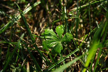 Bright sparkling five-leafed weed plant with a dew drops. Fresh green grass. Blurred background.