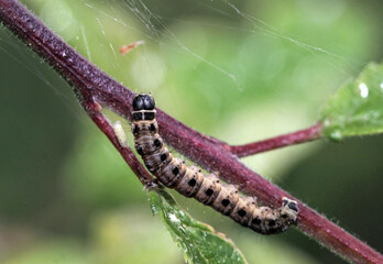 Raupe
