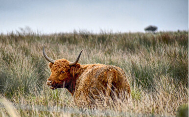 Cow in a field scotland 