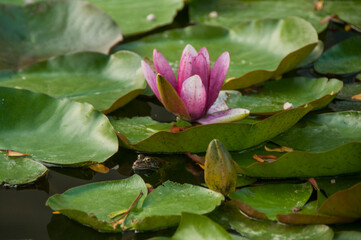 Pink water lily in the pond. Green frog hiding under the lily leaf.