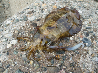 日本の海で釣れたアオリイカ