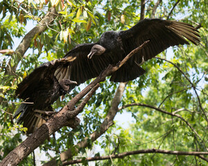 Black Vulture Stock Photos. Black Vulture couple close up perched with spread wings displaying black feather plumage, in its environment and habitat blur green background. Image. Picture. Portrait.